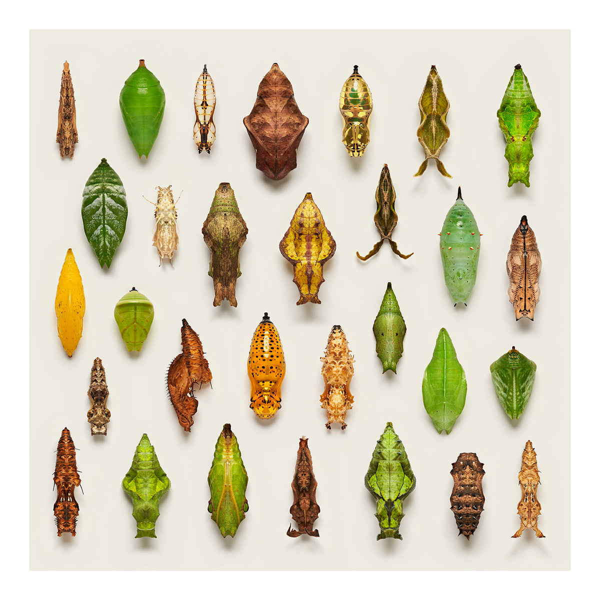 Butterfly Pupae | Levon Biss Studio
