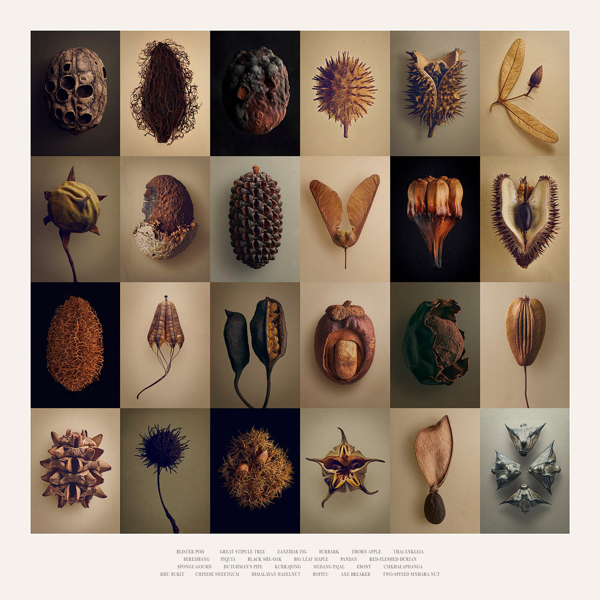 Seeds & Fruits, Ebony edition | Levon Biss Studio