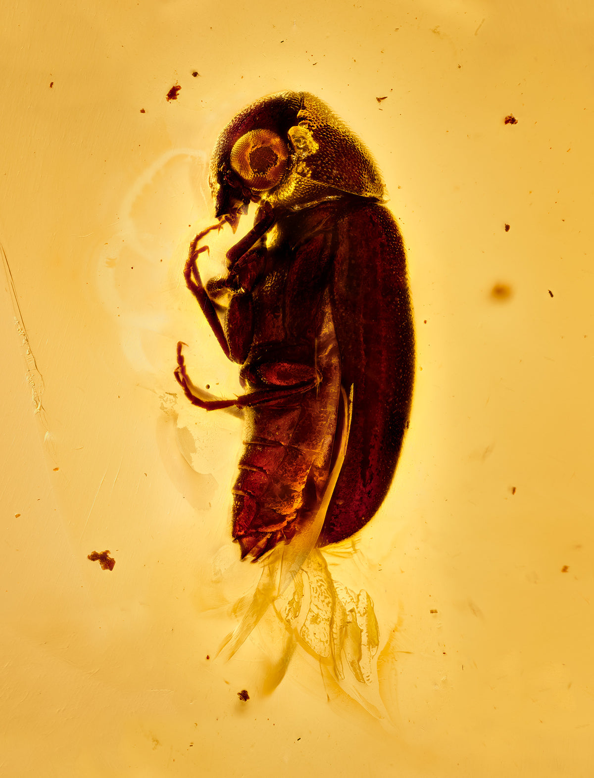 AmberseriesNo6_1200x.jpg?v=