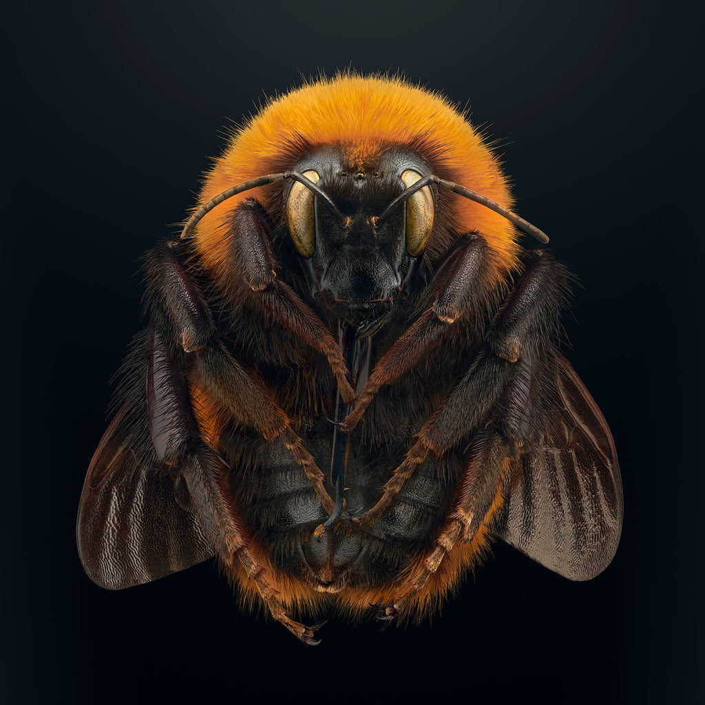 Giant Patagonian Bumblebee