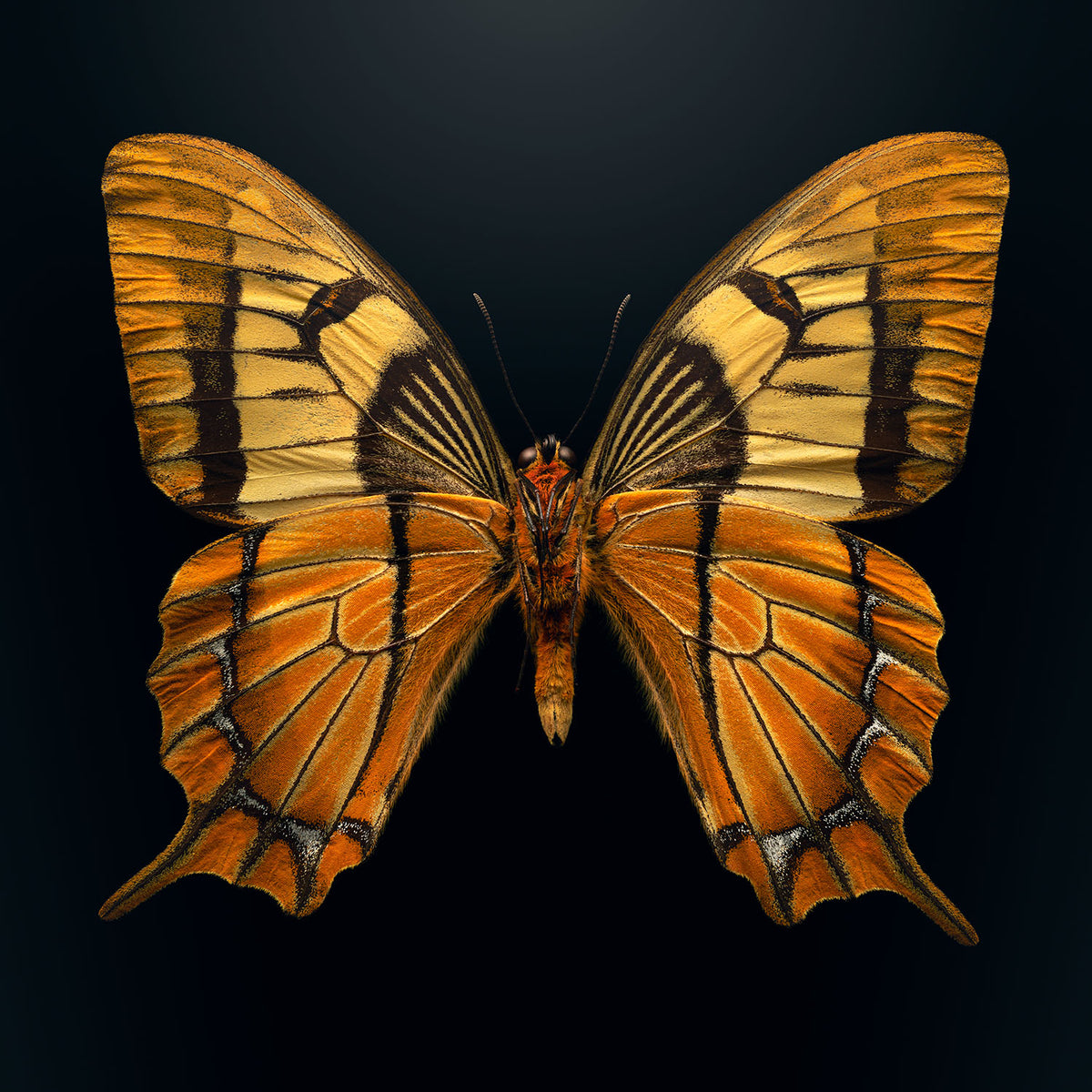 Esperanza Swallowtail Levon Biss Studio