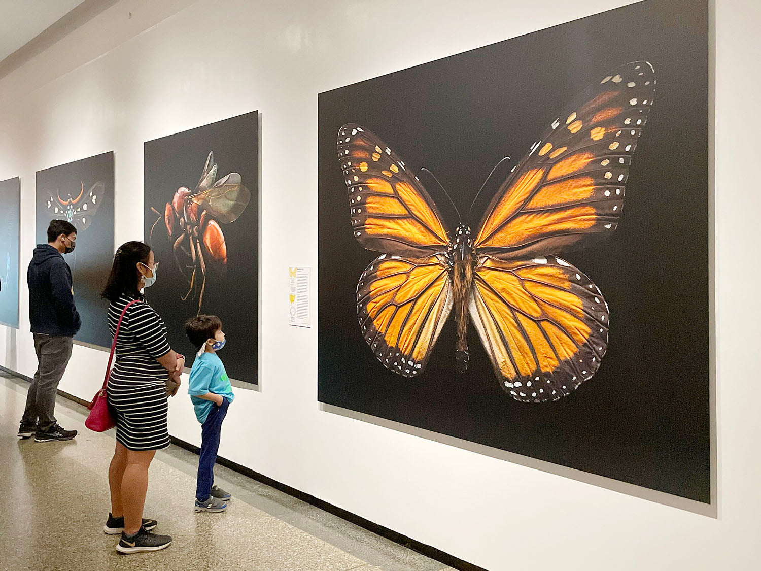 extinct-endangered-opens-in-new-york-2022-levon-biss-studio