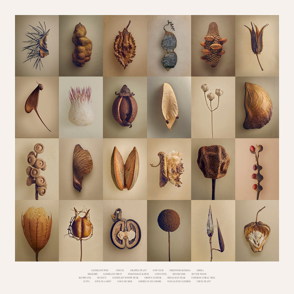 crown flower seeds Seeds & Fruits, Crown Flower edition