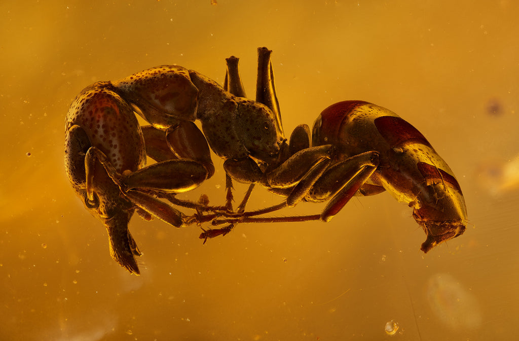 Amber series No.2 Ant