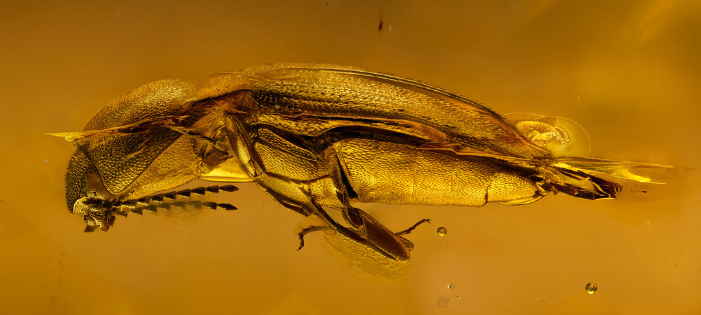 Amber series No.3 Click Beetle