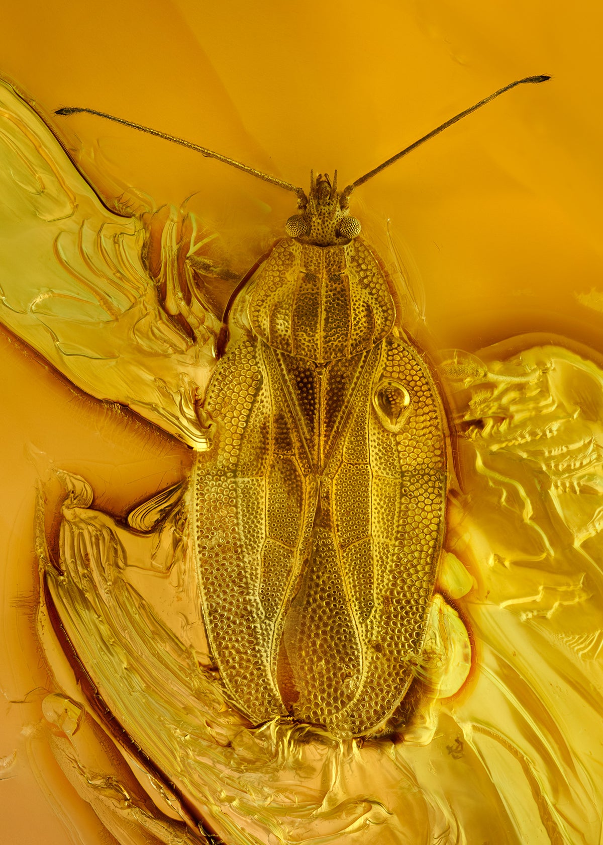 Amber series No.5 Lace Bug | Levon Biss Studio