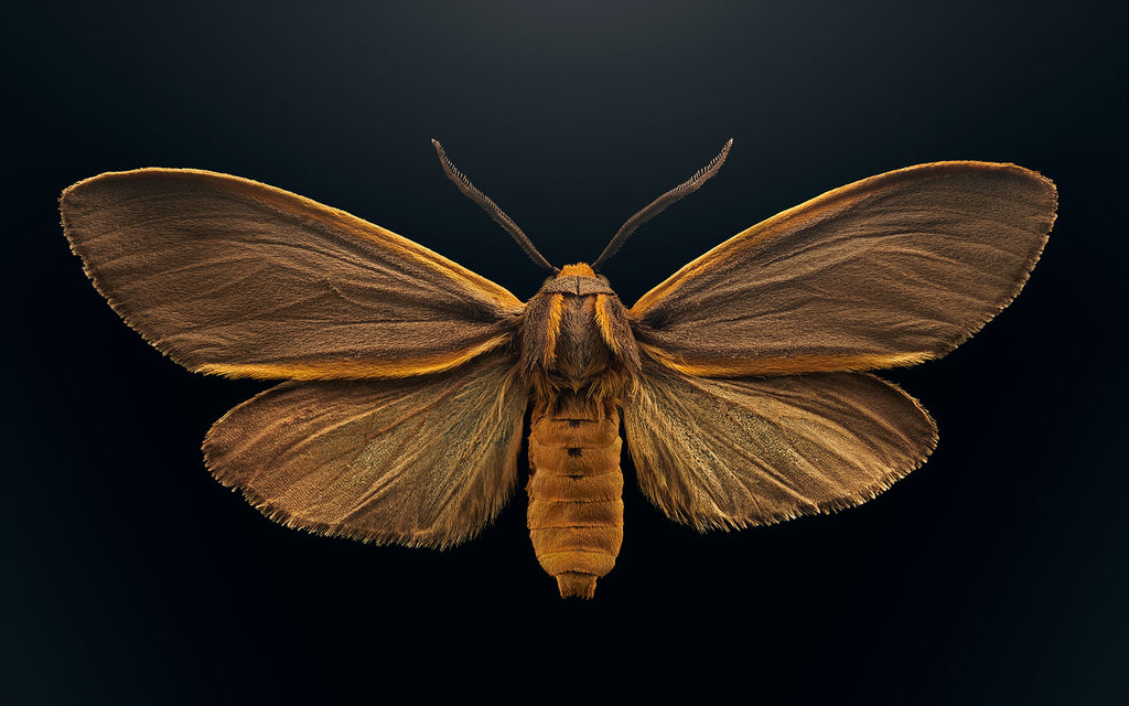 Yellow-edged Pygarctia Moth