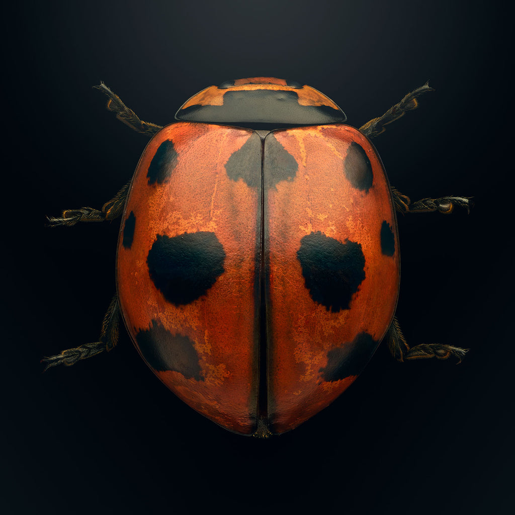 Ninespotted Lady Beetle