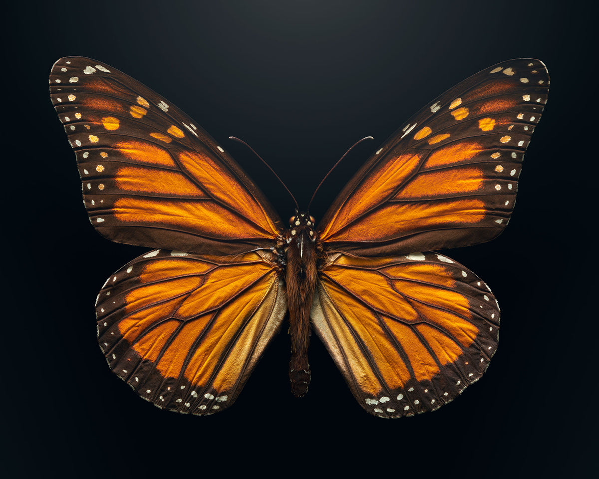 Monarch Butterfly | Levon Biss Studio
