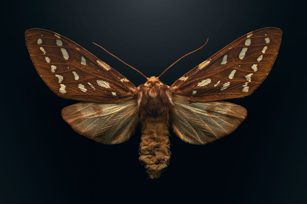 Cousin Tiger Moth