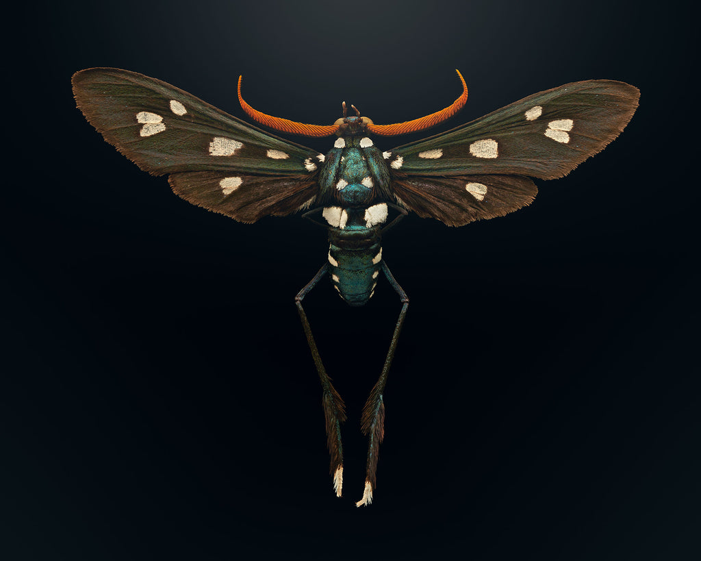 Lesser Wasp Moth