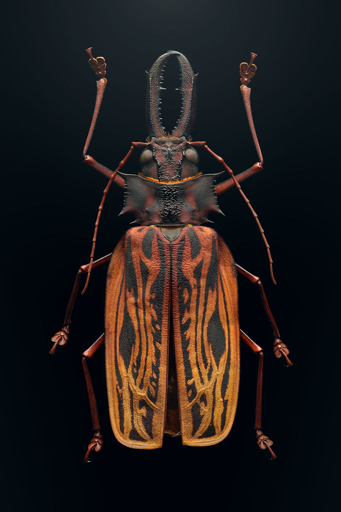Sabertooth Longhorn Beetle