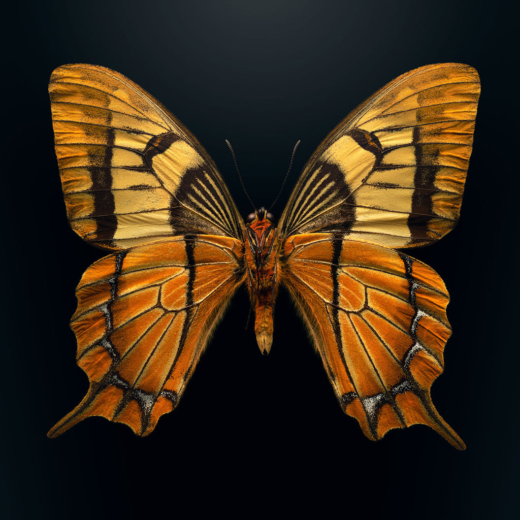 Esperanza Swallowtail