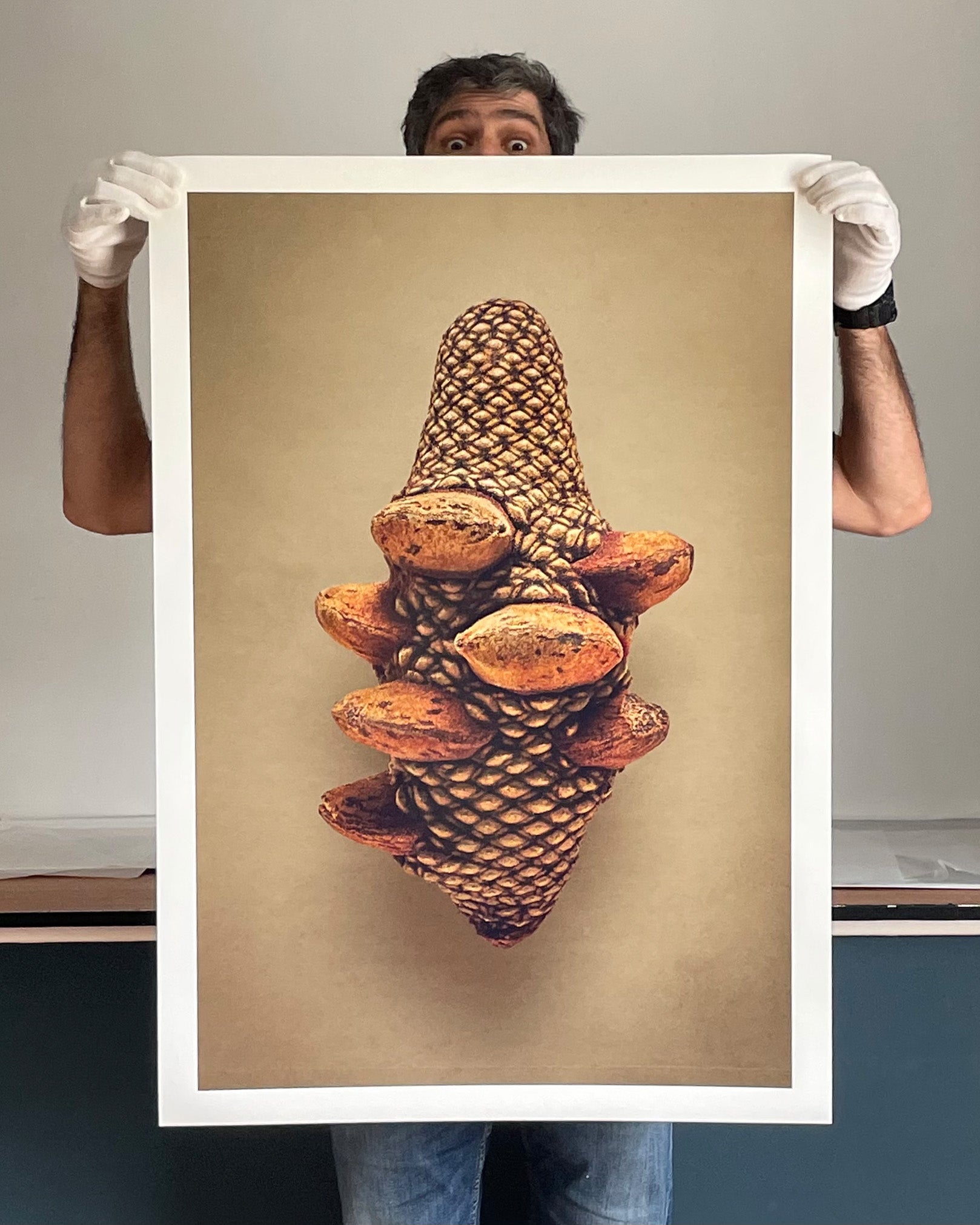 Firewood Banksia | Levon Biss Studio