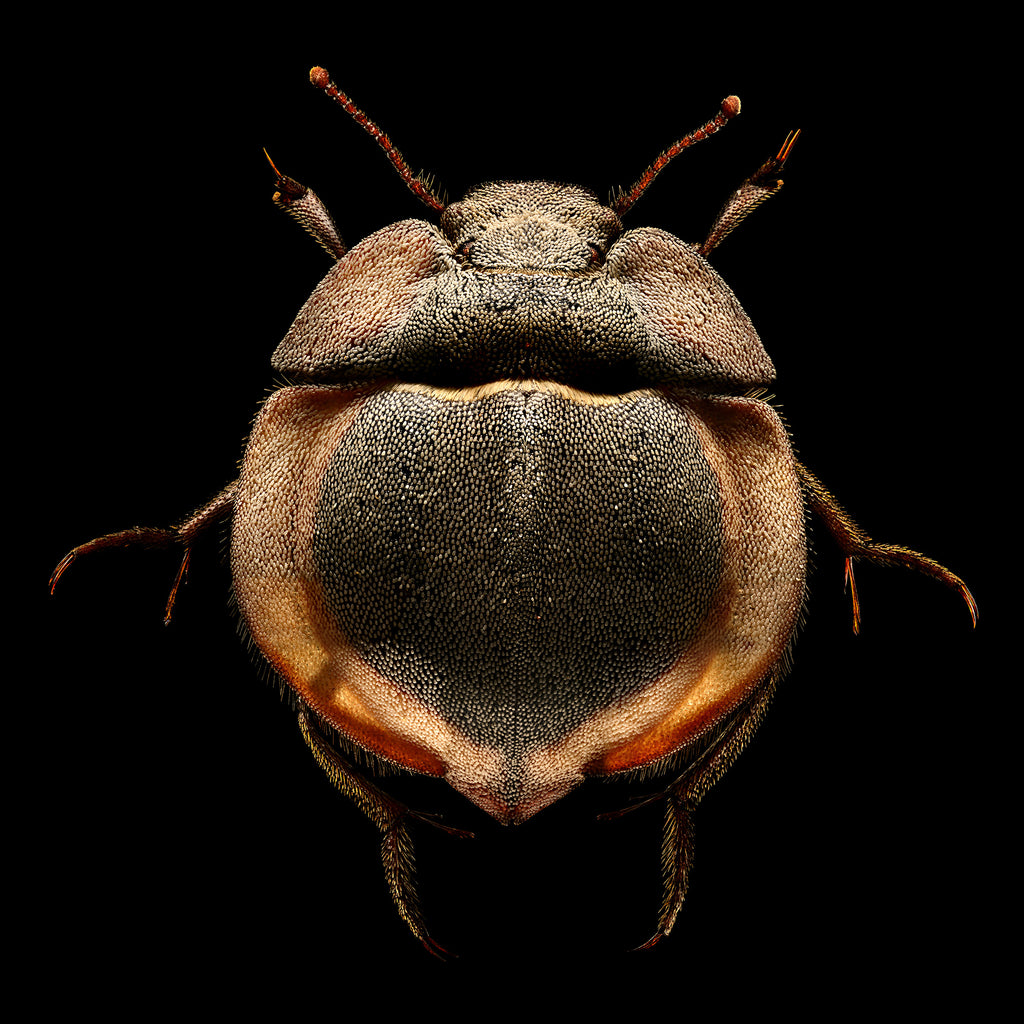 Flying Saucer Trench Beetle