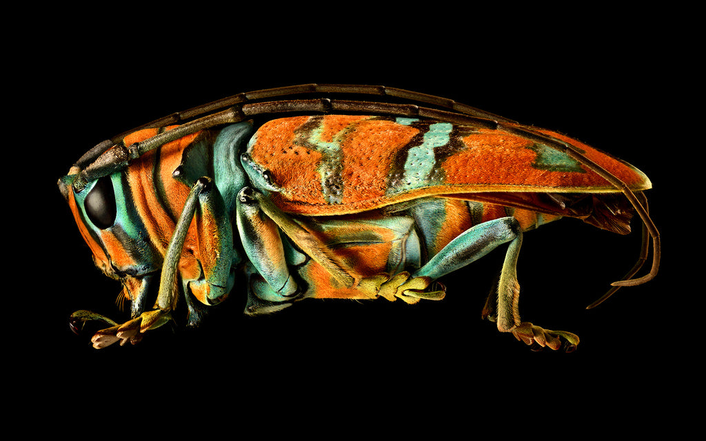 Jewel Longhorn Beetle
