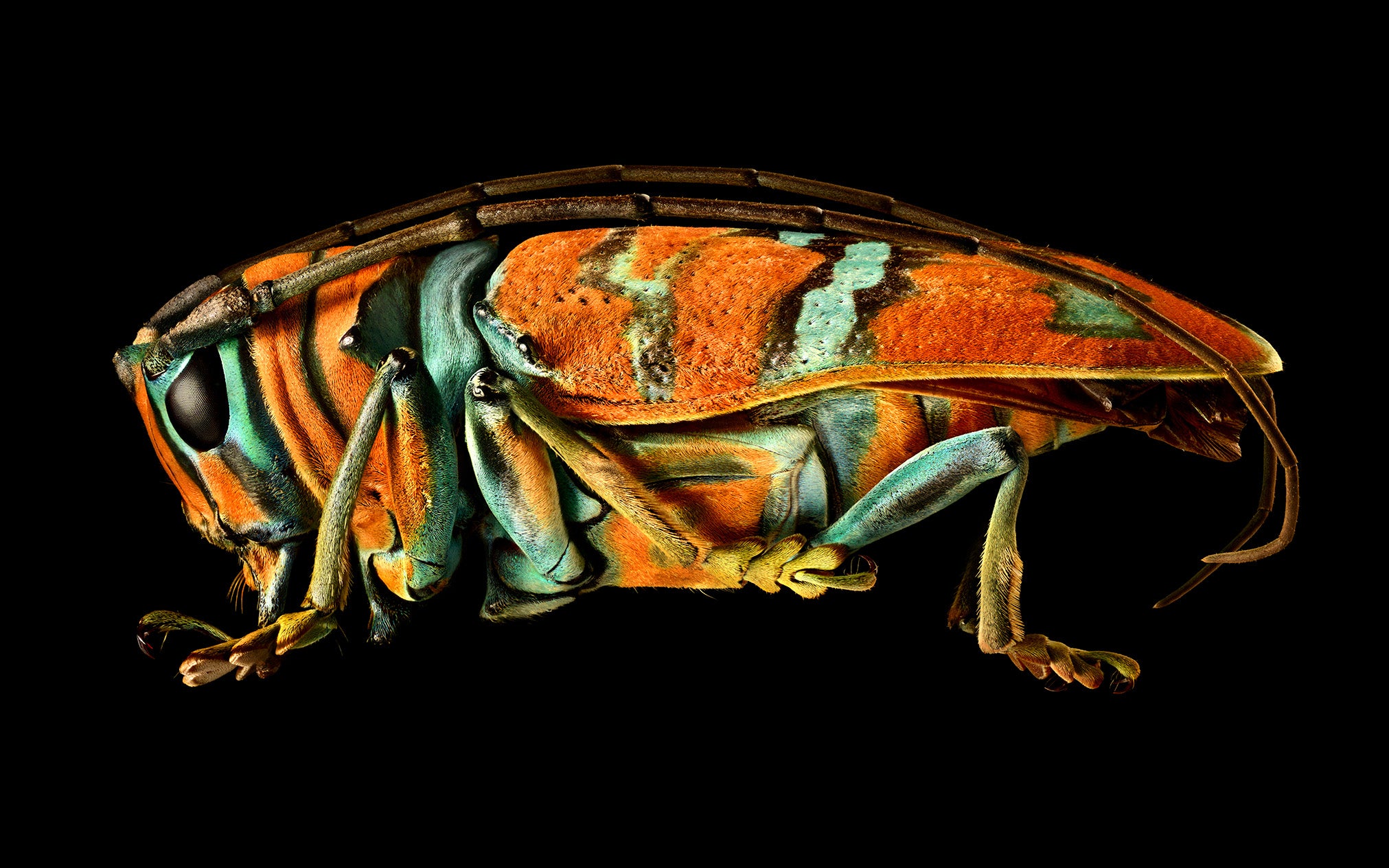 アート・デザイン・音楽 IL CERVo VOLANTE (Coleoptera lucanidae) Jewel Longhorn Beetle | Levon Biss Studio