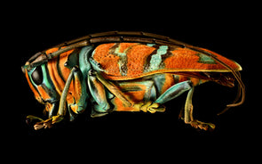 Jewel Longhorn Beetle