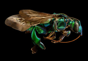 Orchid Cuckoo Bee (Side View)