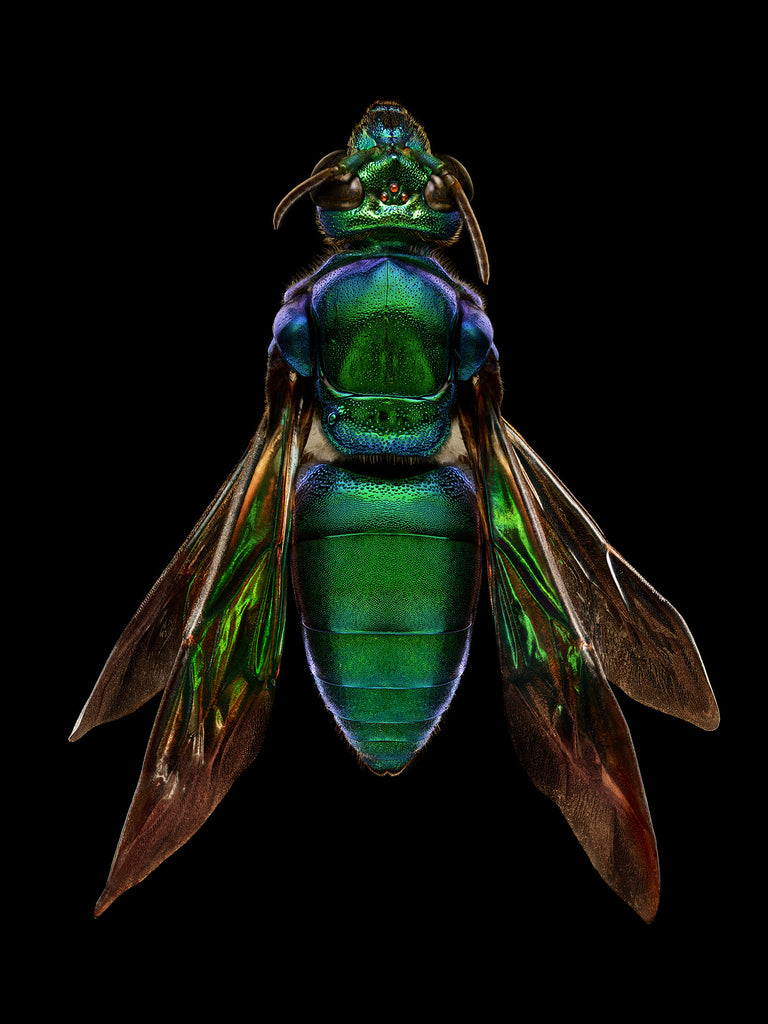 Orchid Cuckoo Bee (top view)