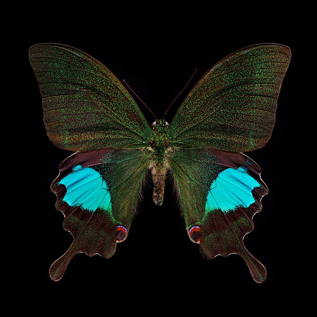 Papilio Paris Butterfly