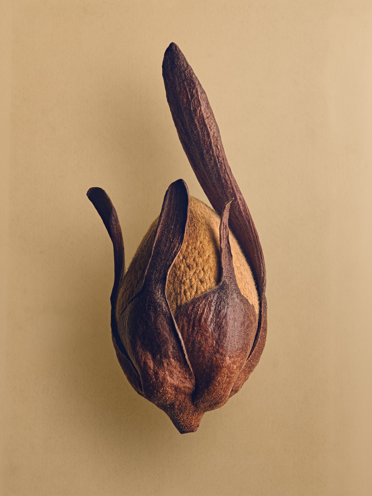 The Hidden Beauty of Seeds & Fruits | Levon Biss Studio