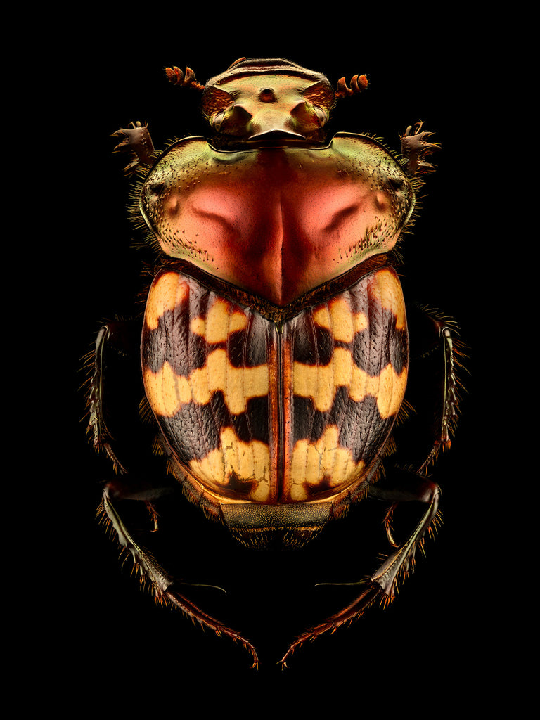 Splendid Necked Dung Beetle