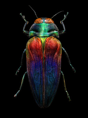 Tricolored Jewel Beetle